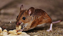 organic-and-eco-friendly-pest-solutions Experts in Mound